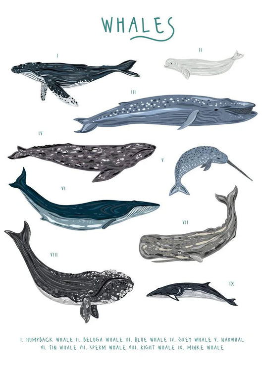 A Herd of Whales - greetings card